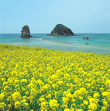 Du lich Han Quoc | Hoa cải đảo Jeju