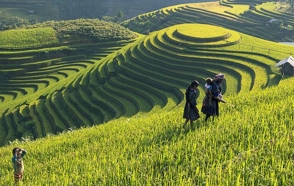 Ruộng bậc thang Sapa Ruộng bậc thang Sapa