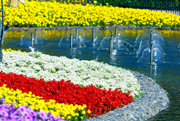 CV everland 