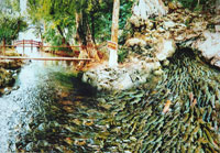 Suối C&aacute; Thần