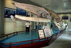 viện hải dương học