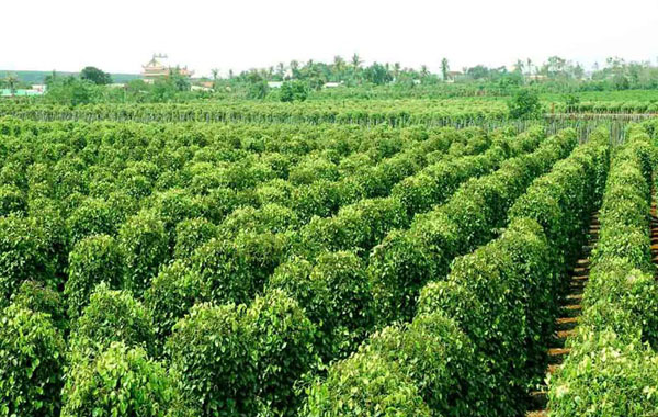 Vườn tiêu khu tượng Phú Quốc Vườn tiêu khu tượng Phú Quốc