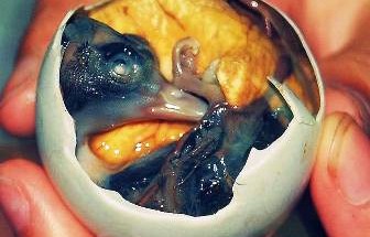 Món Balut chính là trứng gia cầm (vịt hoặc chim) có bào thai đang phát triển, được luộc lên để làm món ăn. Trứng vịt lộn sẽ trở nên tuyệt vời hơn nếu được phục vụ cùng với bia. Đây là món ăn phổ biến được yêu thích của một số nước Đông Nam Á, tuy nhiên đối với dân phương Tây thì đây là món ăn kinh dị nhất.