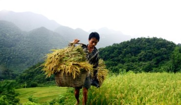 Nặng trĩu gánh vàng