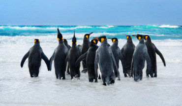 Chim cánh cụt hoàng đế ở Nam Cực Đến Nam Cực có thể là chuyến phiêu lưu lớn nhất trong đời bạn. Hiện nay đã có các tour du lịch cắm trại tại bờ biển Weddell để ngắm hàng nghìn chú chim cánh cụt hoàng đế ở cự li gần