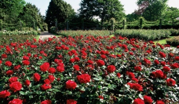 Thời điểm đẹp nhất đến tham quan vườn hồng là tháng 6 - khi những đóa hồng đỏ thắm khoe sắc rực rỡ.