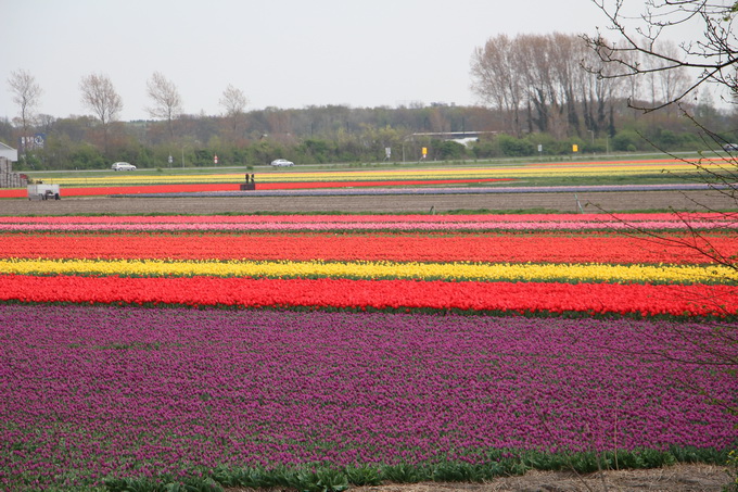 Những cánh đồng hoa ở Lisse, Hà Lan - Ảnh: paramio