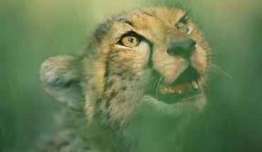 Bức ảnh “Đối mặt sự tuyệt chủng” ghi lại hình ảnh của một con báo châu Phi - Ảnh: National Geographic