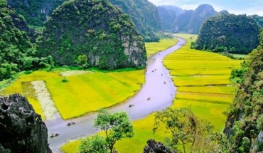 Cánh đồng lúa Ninh Bình