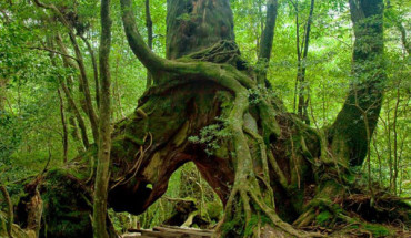 Những khu rừng trên đảo Yakushima được bao phủ chủ yếu bởi các cây Tuyết Tùng