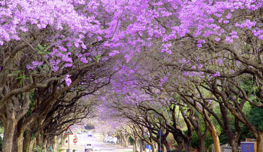 Sắc Hoa Phượng Tím Jacaranda