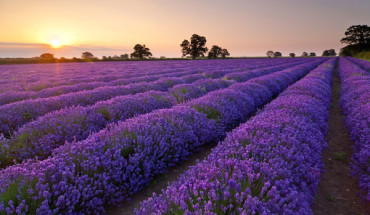 Hoa oải hương Provence Pháp