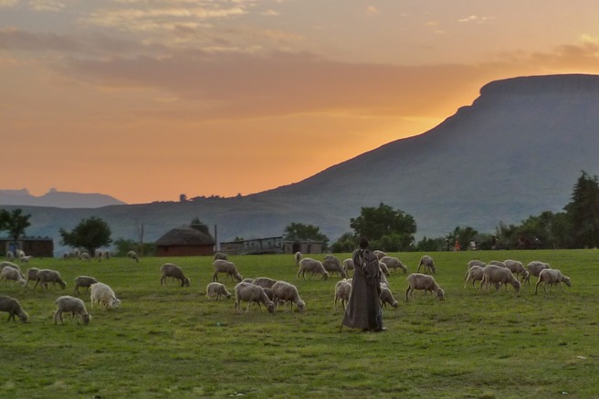 Một người chăn cừu tại Vương Quốc Lesotho.