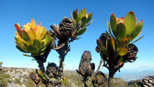 Nam Phi là nơi có hệ thực vật rất đa dạng 