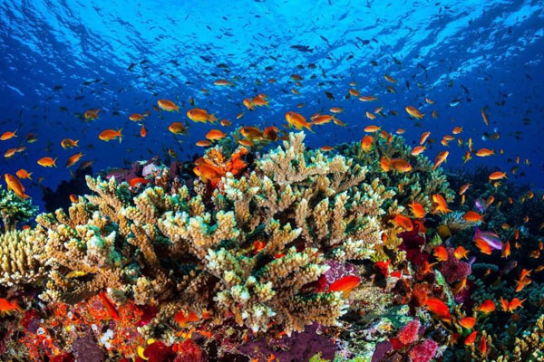 Rặng san hô này là nơi sinh sống của rất nhiều loài sinh vật