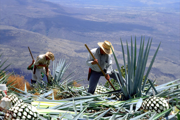 Người nông dân Jimadore đang thu hoạch cây thùa lùa, nguyên liệu để chế biến rượu Tequila.