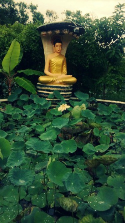Một tượng Phật được xây dựng trước ao sen trong khuôn viên chùa.