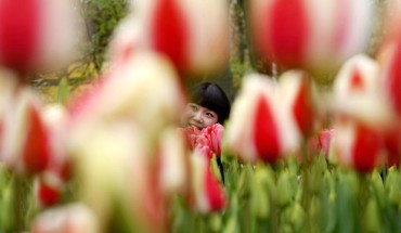 Ngắm nhìn hàng nghìn các loại hoa tulip khoe sắc ở đất nước Hà Lan là một trong những khoảnh khắc ấn tượng nhất cho du khách. Vườn hoa nổi tiếng Keukenhof thường mở cửa vào tháng 4 và hấp dẫn hàng triệu người đến thưởng ngoạn.