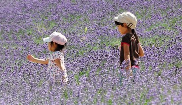 Vào dịp cuối tuần, các gia đình thường đưa con em về chơi trong vườn, vừa nghỉ ngơi vừa thoải mái chụp ảnh với hoa. Hoa oải hương và các loài hoa khác cùng đua nhau khoe sắc.