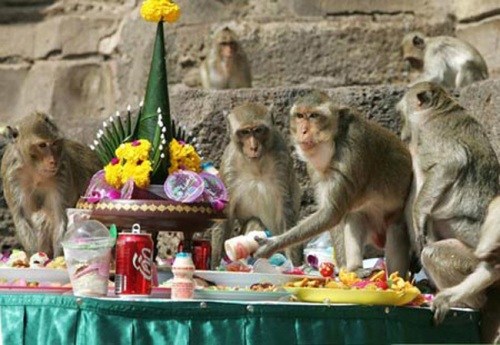 Lễ hội buffet dành cho khỉ tại Thái Lan. Ảnh: rounds