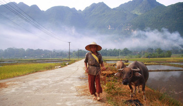 Con trâu được người dân chăm chút. Nó được coi như là tài sản quý nhất của gia đình người Thái