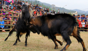 Lễ hội chọi dê ở Việt Nam