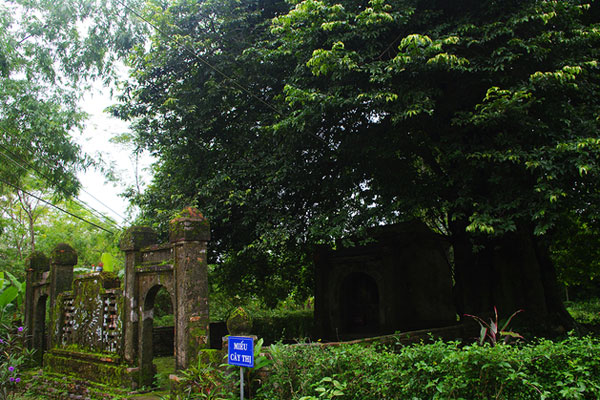 Cây thị hơn 700-800 năm tuổi ở giữa làng và miếu Cây Thị - của làng Phước Tích
