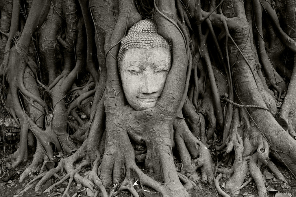 Đặc biệt, điều thú vị nhất khi đến thăm Wat Mahathat là ở đó có khuôn mặt tượng Phật được ôm trọn trong rễ cây, tạo thành một bức tranh sống động và lạ kỳ.