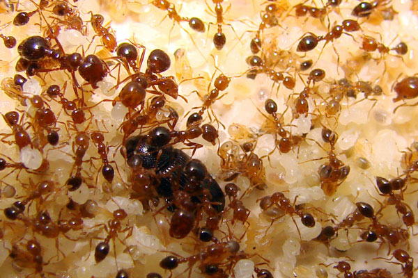 Người dân Mexico rất thích các món ăn được chế biến từ ấu trùng kiến