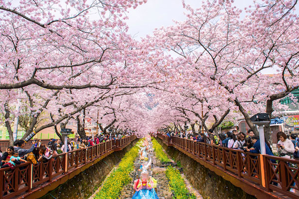 Hoa anh đào nở rộ trên đảo Jeju