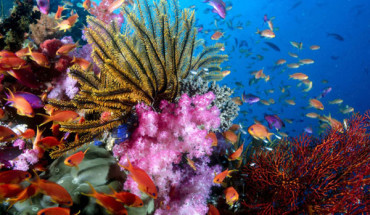 Những rặng san hô đầy sắc màu qua ống kính
