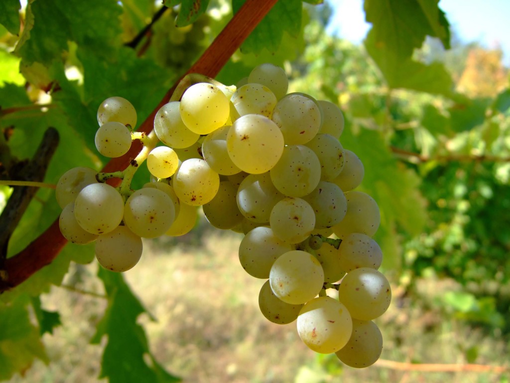Sauvignon Blanc là tên một loài nho được trồng tại Pháp sau này được làm dùng làm nguyên liệu chính để sản xuất ra một trong những hương hiệu rượu nổi tiếng nhất thế giới.