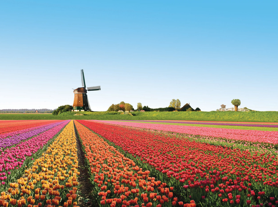 Những bông hoa Tuy Líp của Hà Lan là nổi tiếng khắp thế giới, với các khu vườn lớn nhất rực rỡ sắc màu với hơn 7 triệu bông hoa.