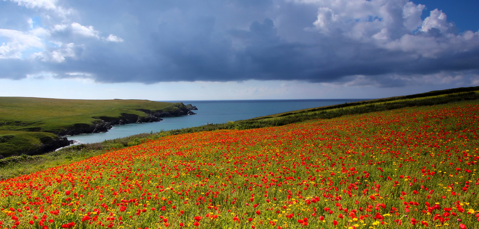 Các cánh đồng hoa Anh Túc nhìn ra biển Celtic đã làm rạng rỡ Anh quốc sau một trận mưa.