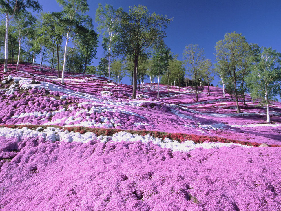 Những thảm rêu màu hồng dưới chân núi Phú Sĩ, tạo ra một sự tương phản siêu thực với cây cối xung quanh. Không gian nơi đây đã trở thành một địa điểm ngắm cảnh cực kỳ hấp dẫn cho du khách du lịch Nhật Bản.