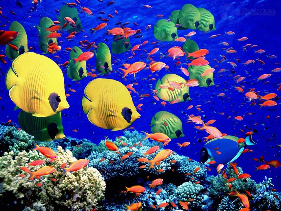 Là nơi cư chú của 1500 loài cá và 600 loại san hô, rạn san hô là một nơi nghỉ dưỡng và du lịch dành cho người Úc bản địa cũng như du khách thập phương tìm kiếm những trải nghiệm lặn và ngắm những rạn san hô rực rỡ sắc màu khi du lịch Úc.