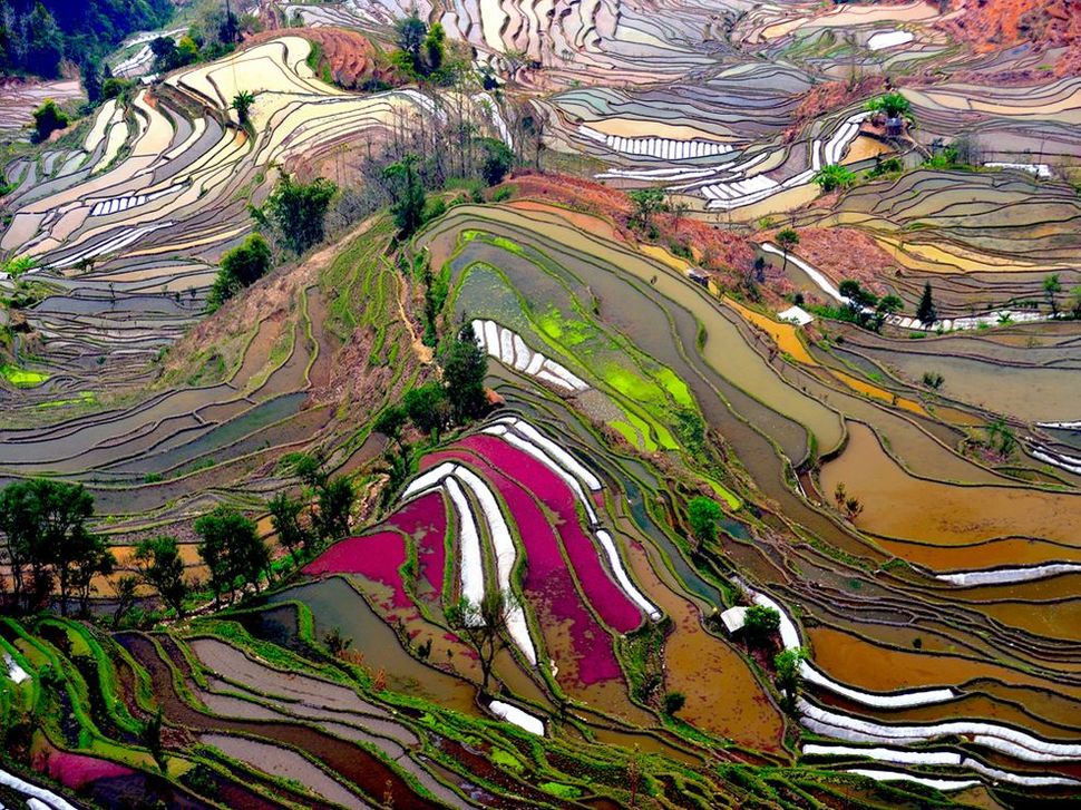 Các ruộng bậc thang ở Trung Quốc tạo ra một mảng màu sắc sặc sỡ vô cùng đẹp mắt, trong khi hằng năm vẫn cung cấp một lượng gạo cho hàng triệu người trên khắp đất nước.
