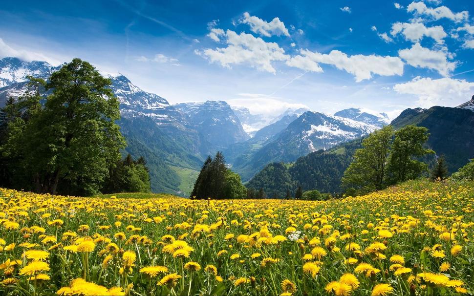 Các cánh đồng tràn ngập hoa bồ công anh tại nhiều dãy núi của Thụy Sĩ mang tới một cảnh tượng thật tuyệt vời như lạc giữa chốn thần tiên.