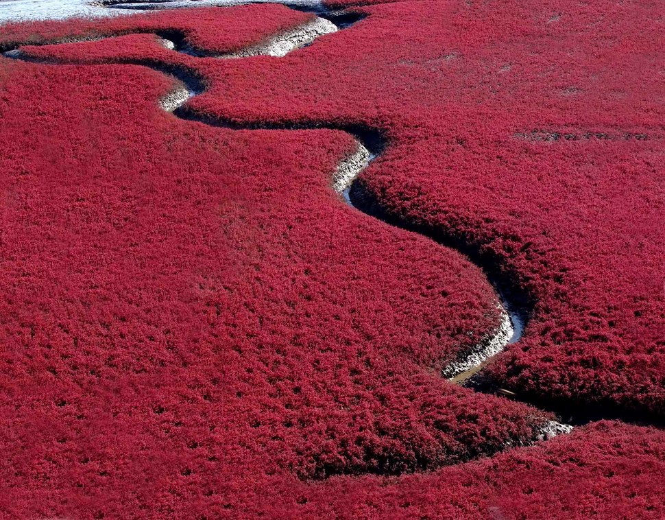 Trong một trong những vùng ngập nước lớn nhất trên thế giới, đất có tính kiềm cao đã tạo điều kiện cho một thảm thực vậy màu đỏ mận phất triển. Đã tạo lên một bãi biển rực rỡ màu đỏ tại Trung Quốc.