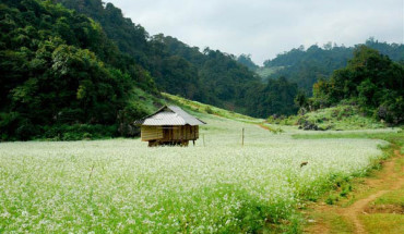 Hoa cải Mộc Châu