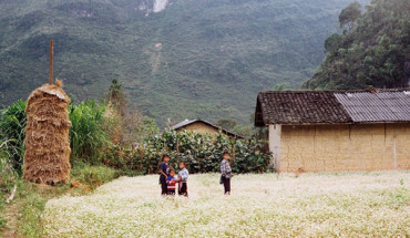 Những đứa trẻ chơi thơ thẩn trên cánh đồng hoa tam giác mạch tại xã Phố Cáo.