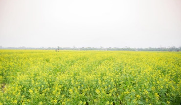 Cai vang Thai Binh