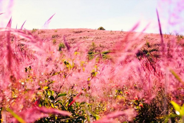 Vẻ đẹp của cỏ hồng Đà Lạt