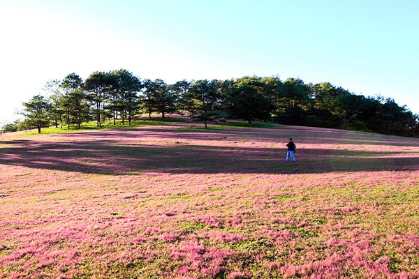 Quyến rũ cỏ hồng ở Đà Lạt