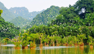 Vườn chim Thung Nham - Miền đất của những cánh chim trời