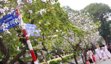 Tại Hà Nội hoa ban được trồng ở nhiều nơi như đường Bắc Sơn, công viên Lê Nin, Phan Đình Phùng, Hồ Tây nhưng nổi tiếng nhất là tuyến đường Bắc Sơn ( Ba Đình)