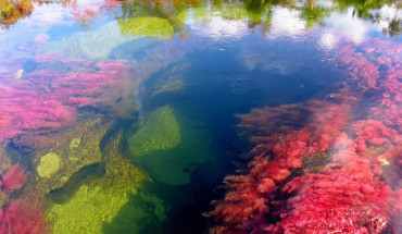 Caño Cristales