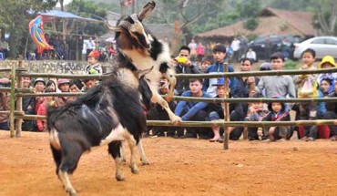 Tiêu chí lựa chọn các đầu sỹ là khỏe mạnh và không bệnh tật