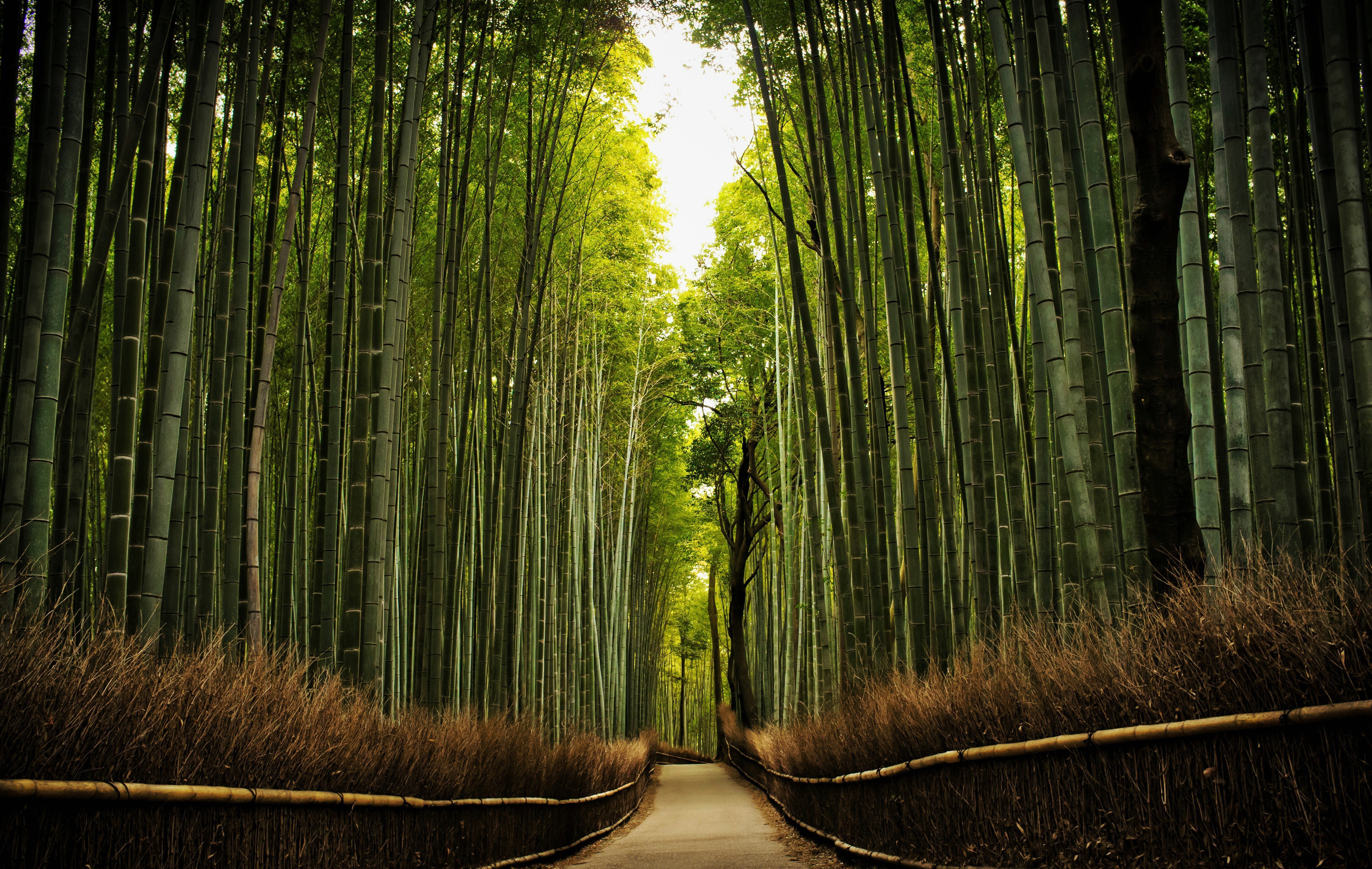 Tại nơi đây, du khách sẽ được trải nghiệm và thăm quan về cuộc sống truyền thống của nước Nhật với những khu vườn tre xanh tươi, đẹp mắt.