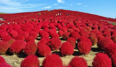 Đầu tháng 10 , đồi kokia xanh ngắt đã nhường chỗ cho màu đỏ rực rỡ
